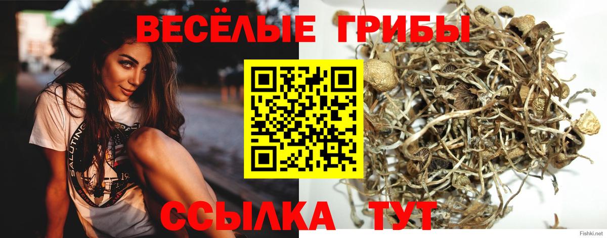 Псилоцибиновые грибы GOLDEN TEACHER Муром